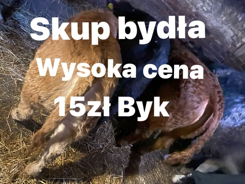 Byki krowy jałówki