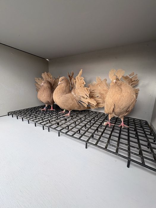 Pawiki żółte młode