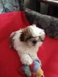 SHITZU szczeniak piesek SHIH TZU