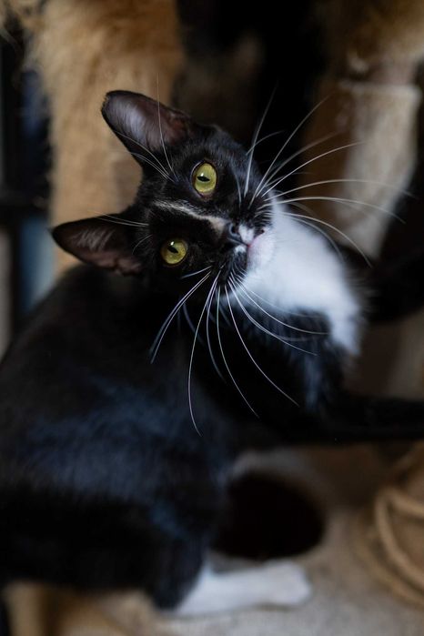 Śmiechawka - nieśmiała kocia pingwinka szuka domu