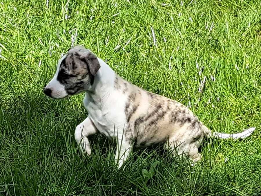 Chart Angielski whippet