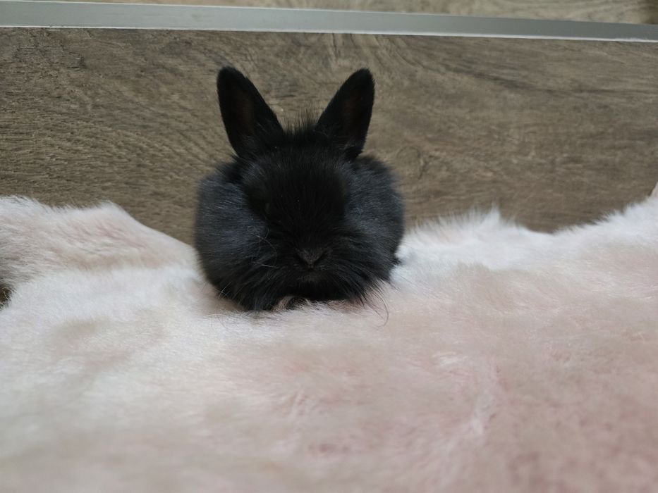 Królik króliczek miniaturka lwia