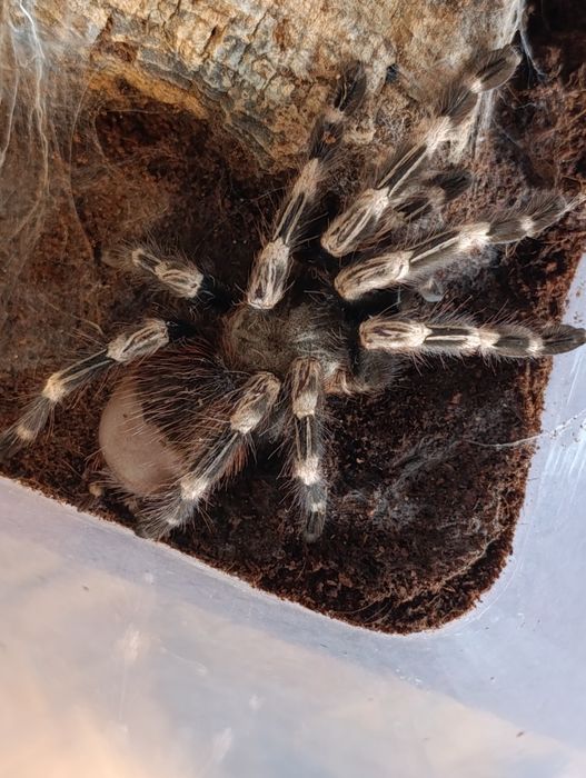 Nhandu chromatus samica+terrarium