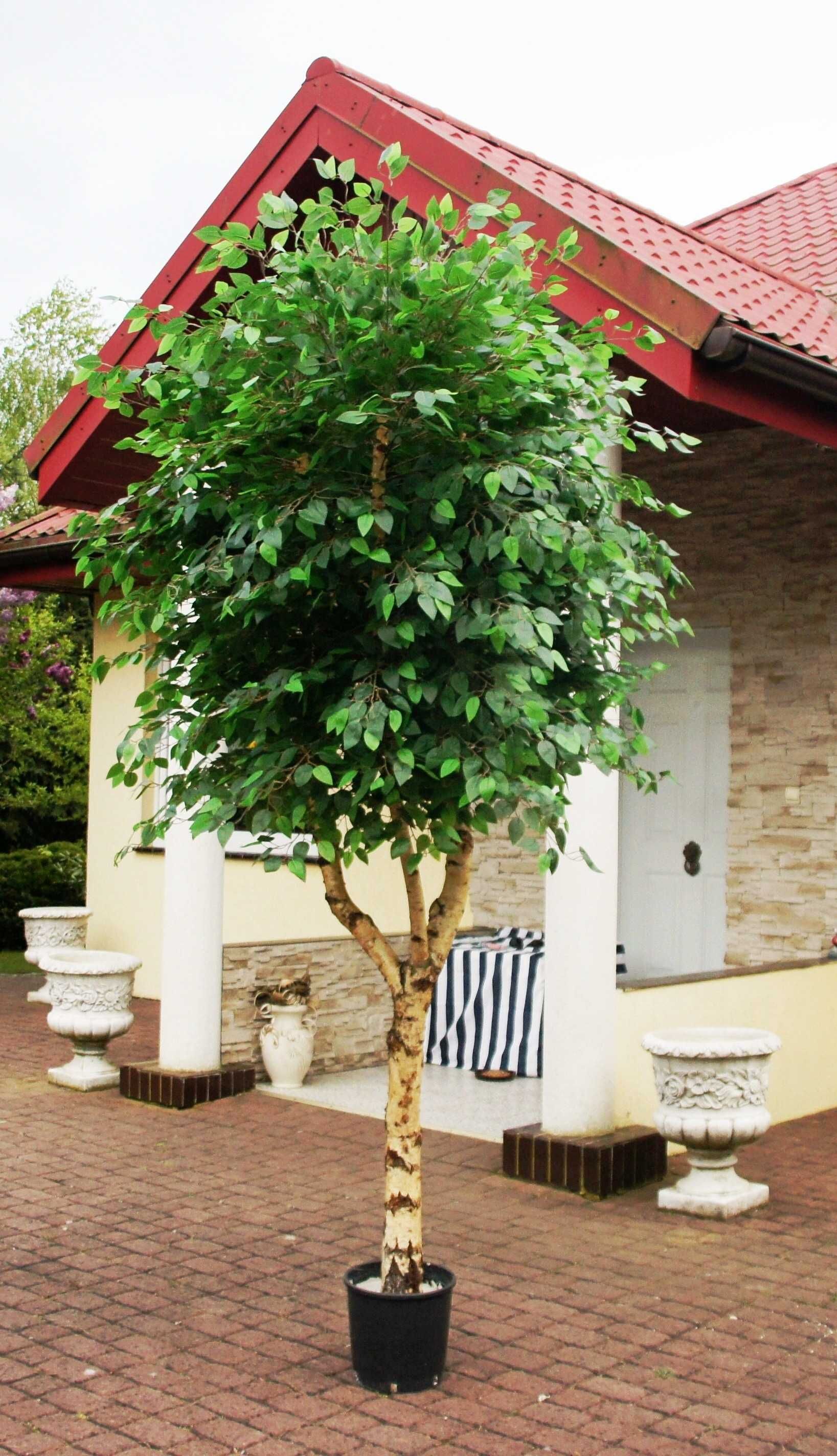 Drzewko sztuczne beniamin- fikus 350 cm