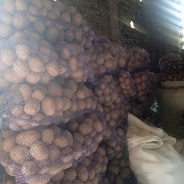 Продам Картопля Бела Роса, Королева Анна