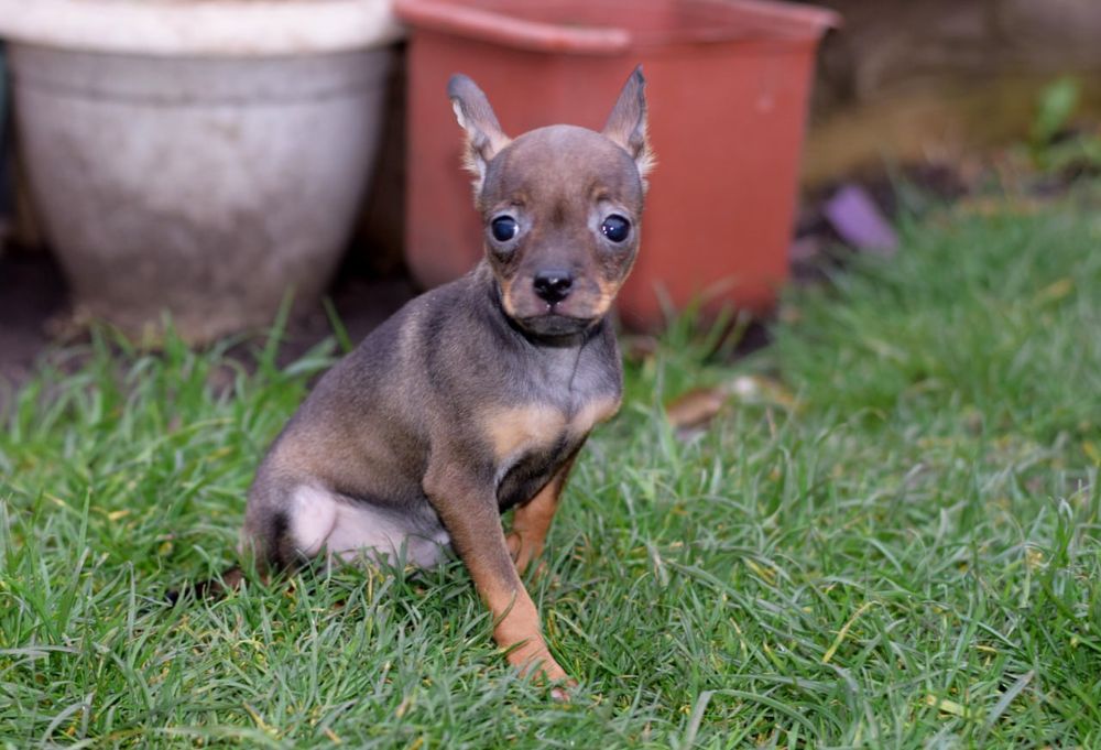 Мальчик той терьер