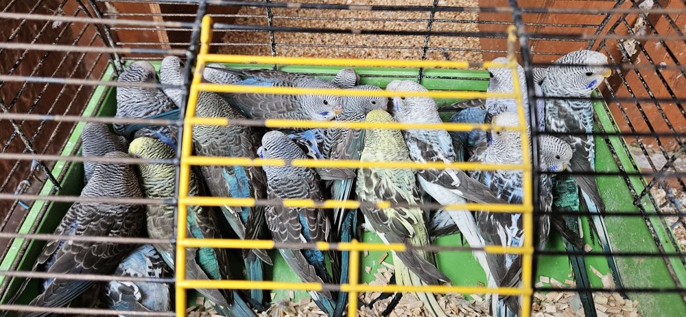 Papuga papugi faliste blackwings 15 sztuk