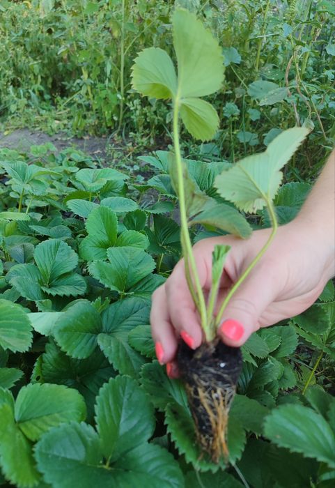 Саженцы клубники Хоней(касета)