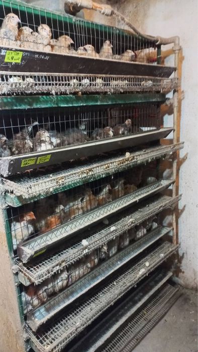 Перепелина Ферма