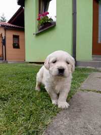 Szczeniak Golden Retriever