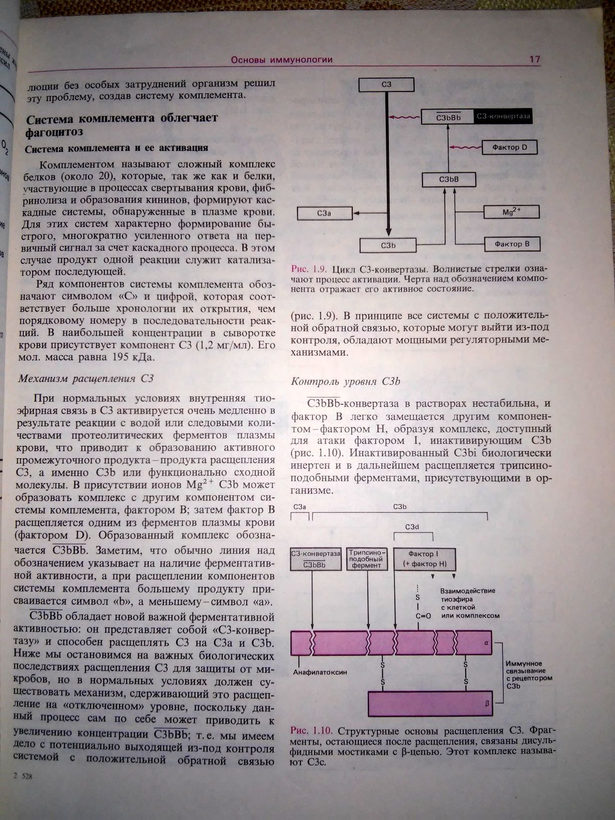Ройт Основы иммунологии 1991