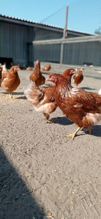 Продам курку несушку Ломен браун