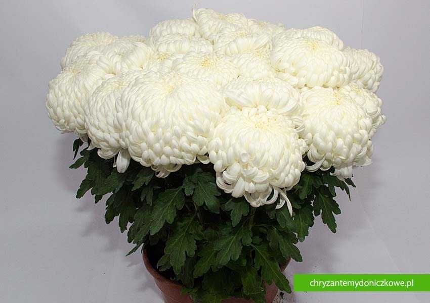 Chryzantemy wielkokwiatowe – komodo białe/żółte – donica fi 25cm