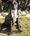 Damos Cachorro Fifi Meiga e Linda