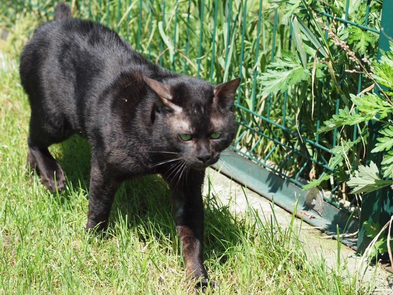 Black Thunder - melanistyczny kocur bengalski do adopcji