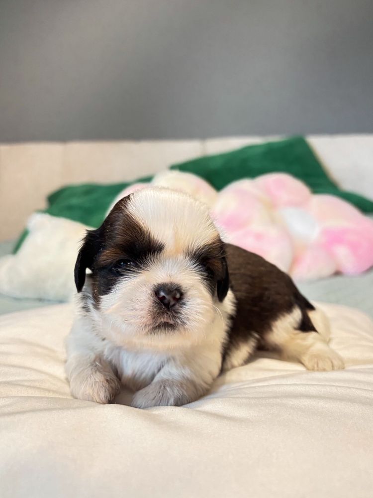 Szczeniak Shih tzu