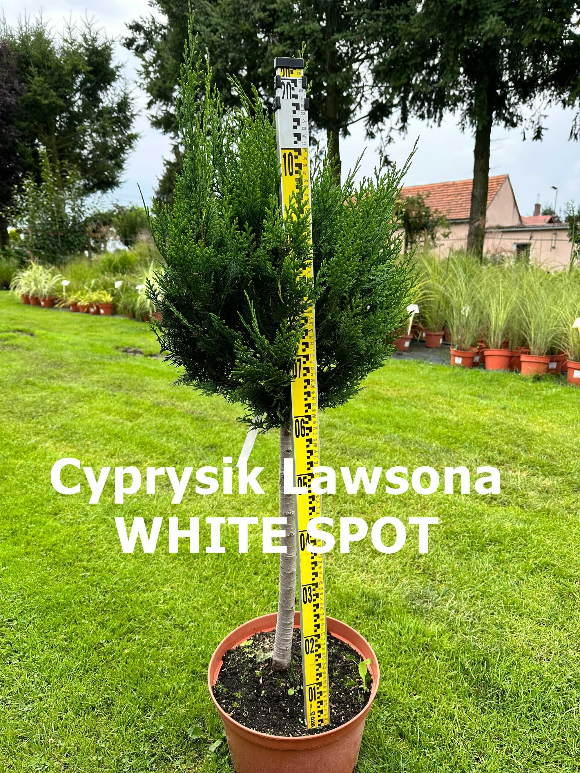 Cyprysik Lawsona na pniu WHITE SPOT/IVONNE