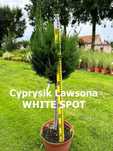 Cyprysik Lawsona na pniu WHITE SPOT/IVONNE