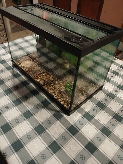 Aquario peixe ou tartaruga