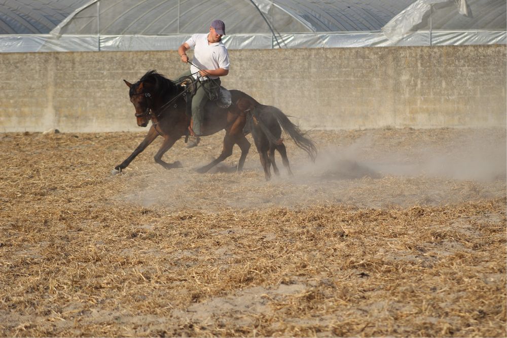 Egua luso-arabe com 10 anos