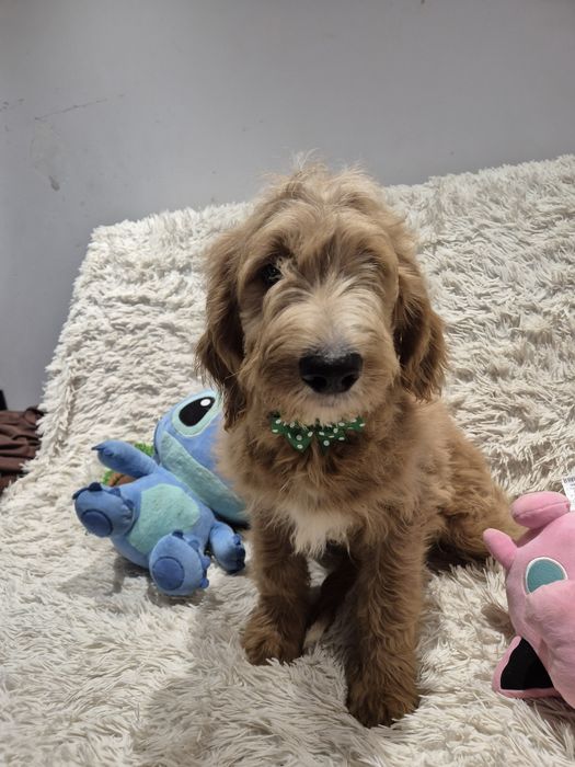 Goldendoodle f1 standard