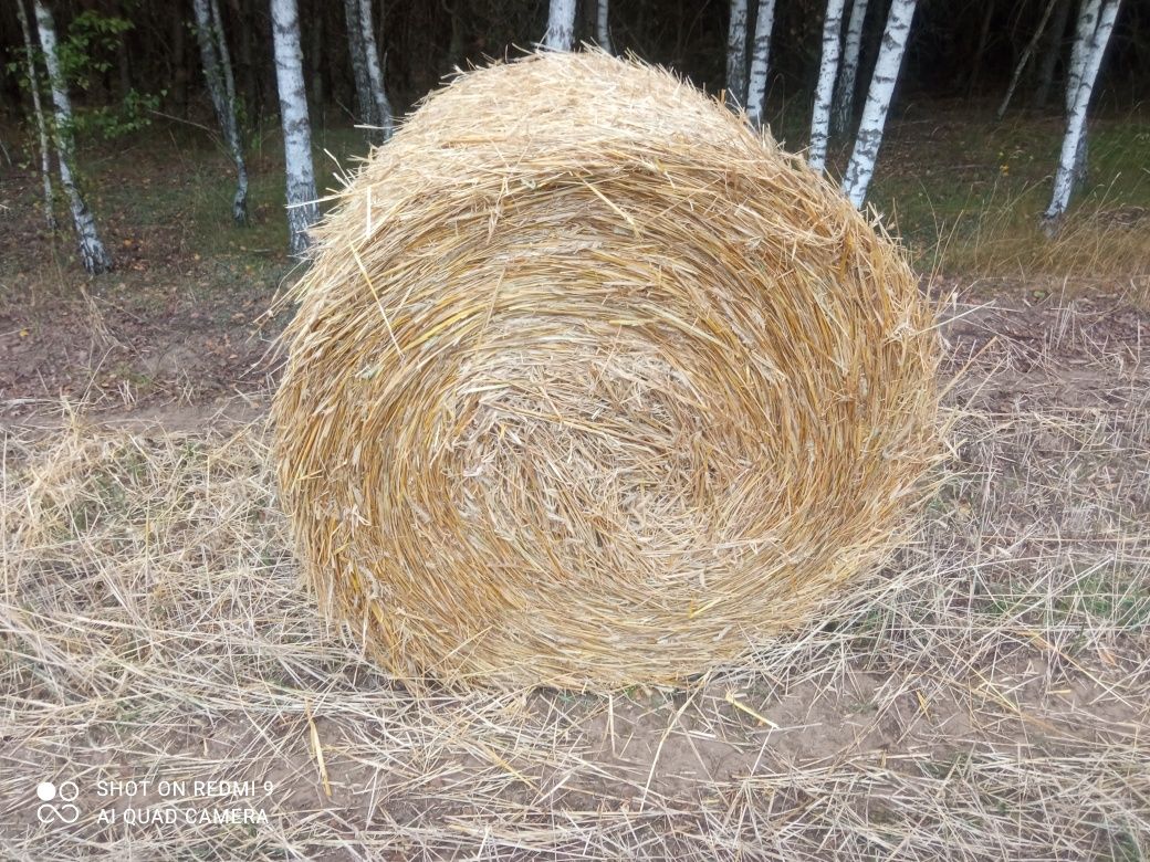 Sprzedam Słome  ok 50 szt zbiór w pogodę, sucha, w stodole