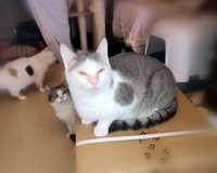 Кот Прохор в поисках дома, бело-серый 2 года