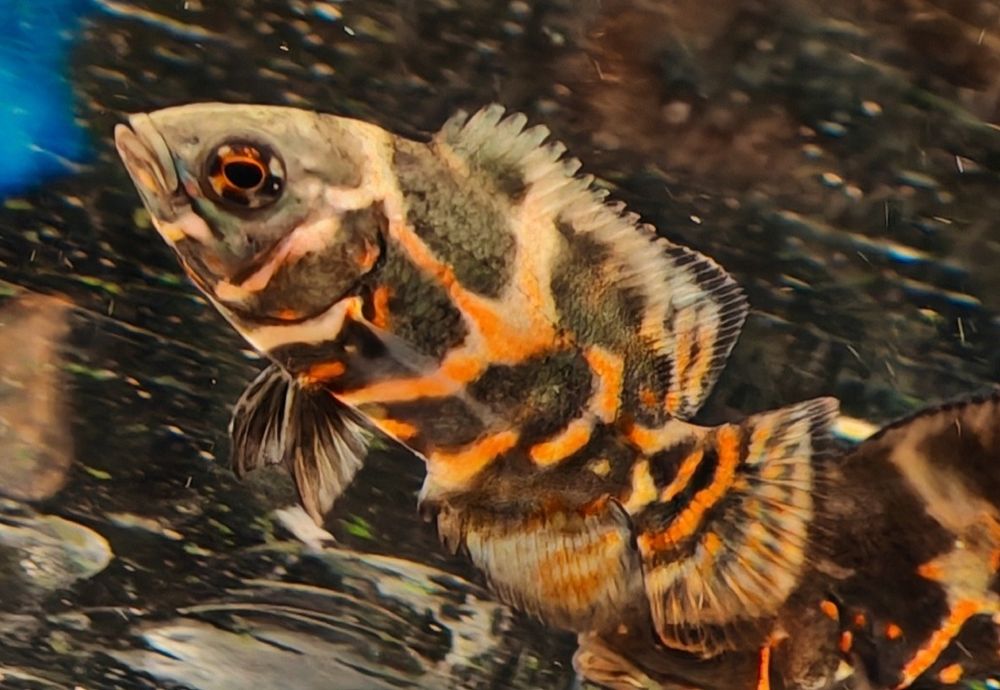 Pielęgnica pawiooka oscar tiger Aquafizz Creative