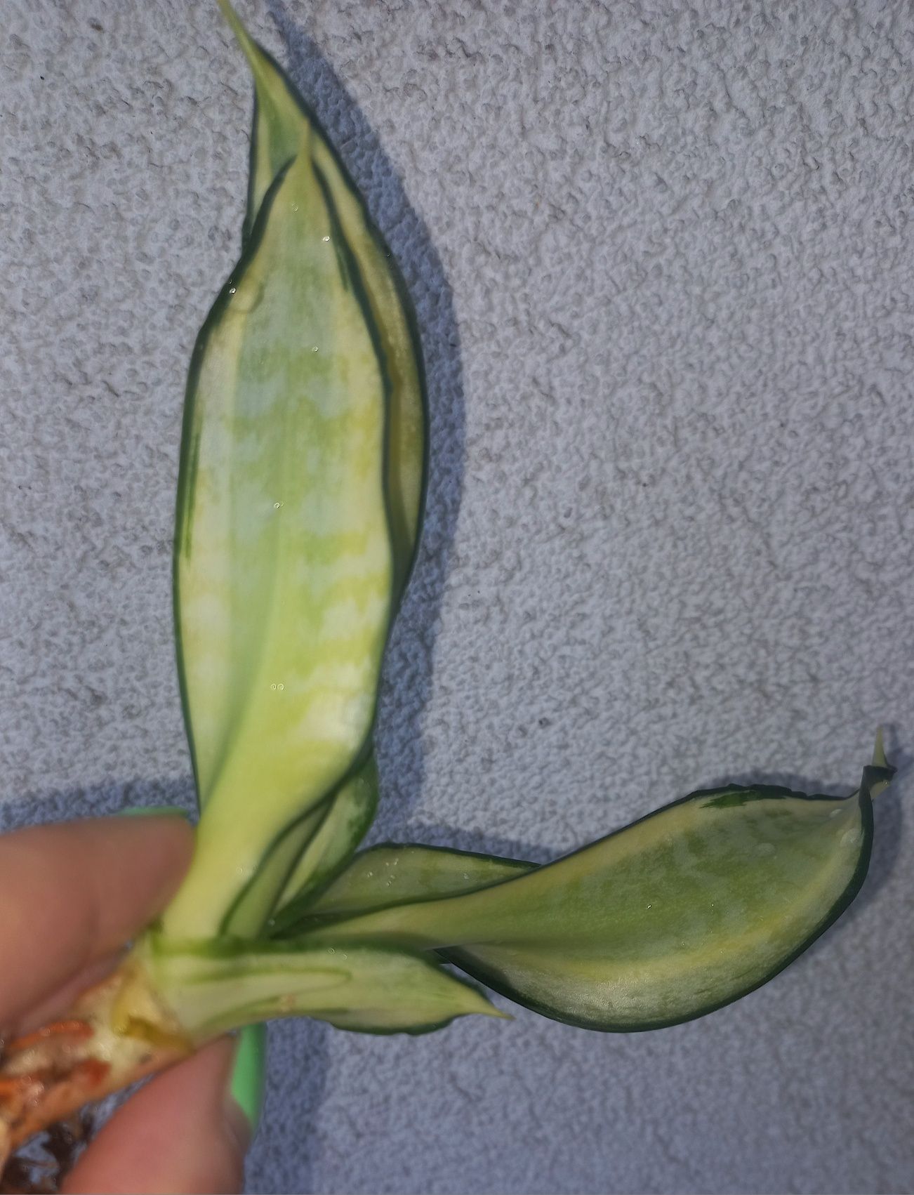 Sansevieria Spiral Star