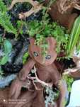 Terrarium z oczkiem wodnym dla kameleona, TW15GW, AquaWaves