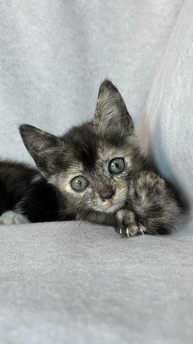 Ласковые котята ищут дом