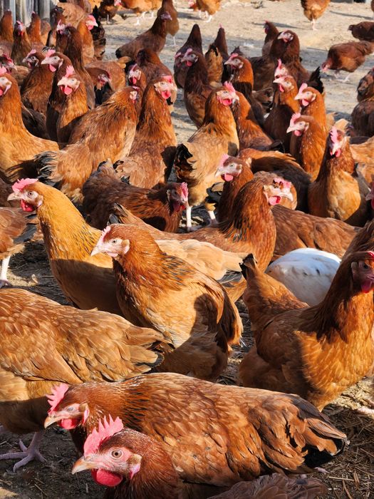Kury nioski z jajkiem z wolnego wybiegu ! Rossa Dominant Leghorn !