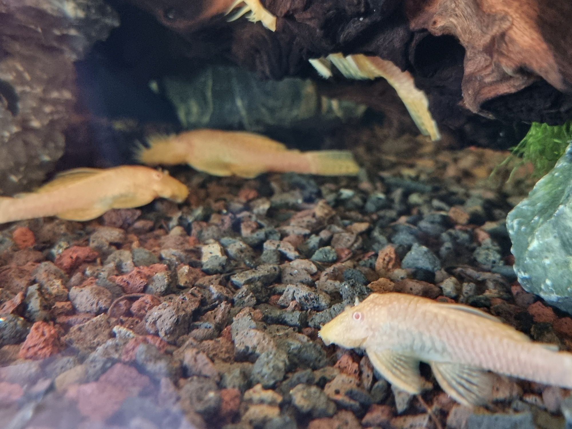 Ancistrus albinos