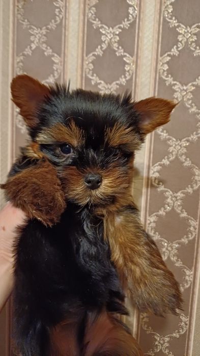 Хлопчики та дівчата йоркширського тер'єра