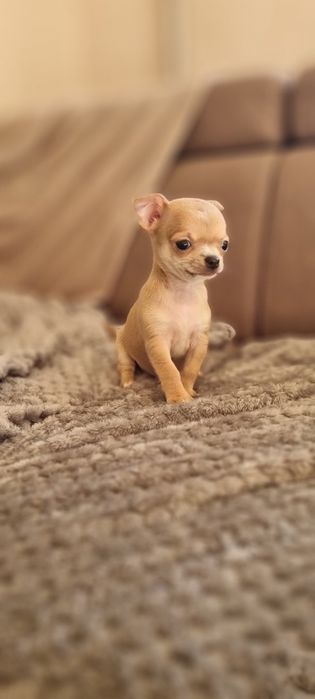 Chihuahua xs fawn  samiec rezerwacja do niedzieli