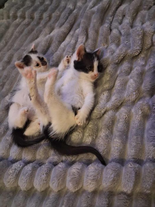 2-msc nakolankowe, rodzinne koteczki