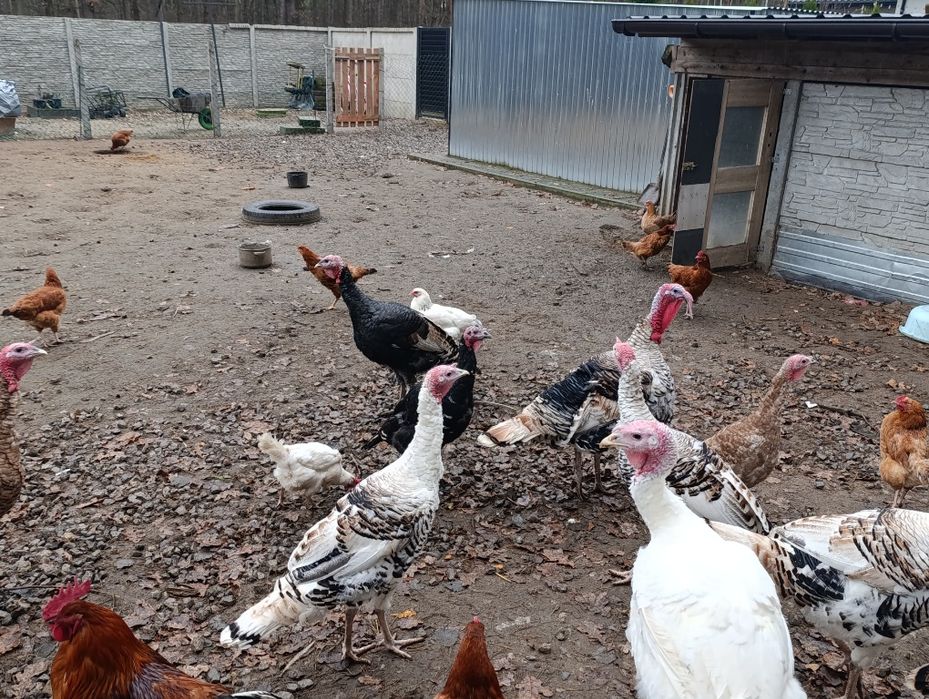 Indyki indyczki indyki