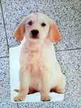 Livro Cão lavrador
