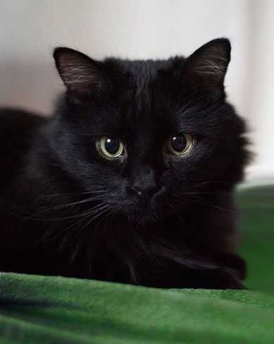 Маленька киця-ангора шукає родину