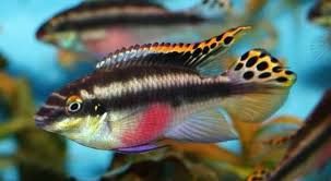 Barwniak czerwonobrzuchy Pelvicachromis pulcher