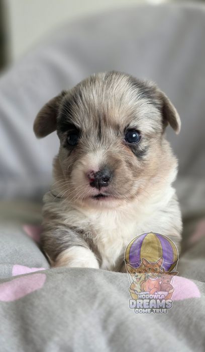 Welsh Corgi Cardigan **Sunia Merle **Do Rezerwacji