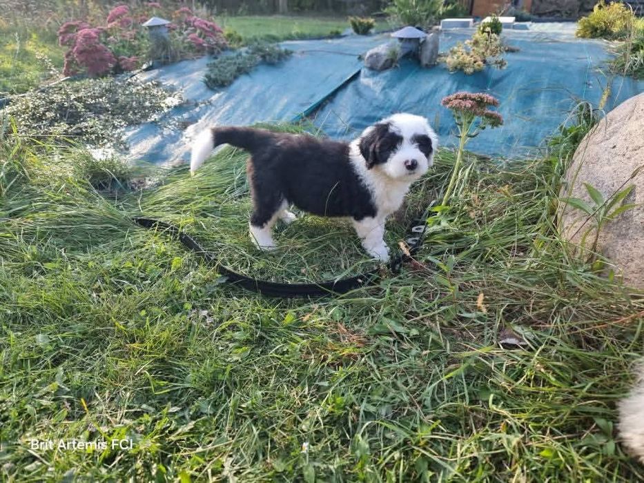 Owczarek Staroangielski Bobtail Piesek 3