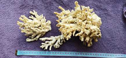 Коралл натуральный для аквариума.