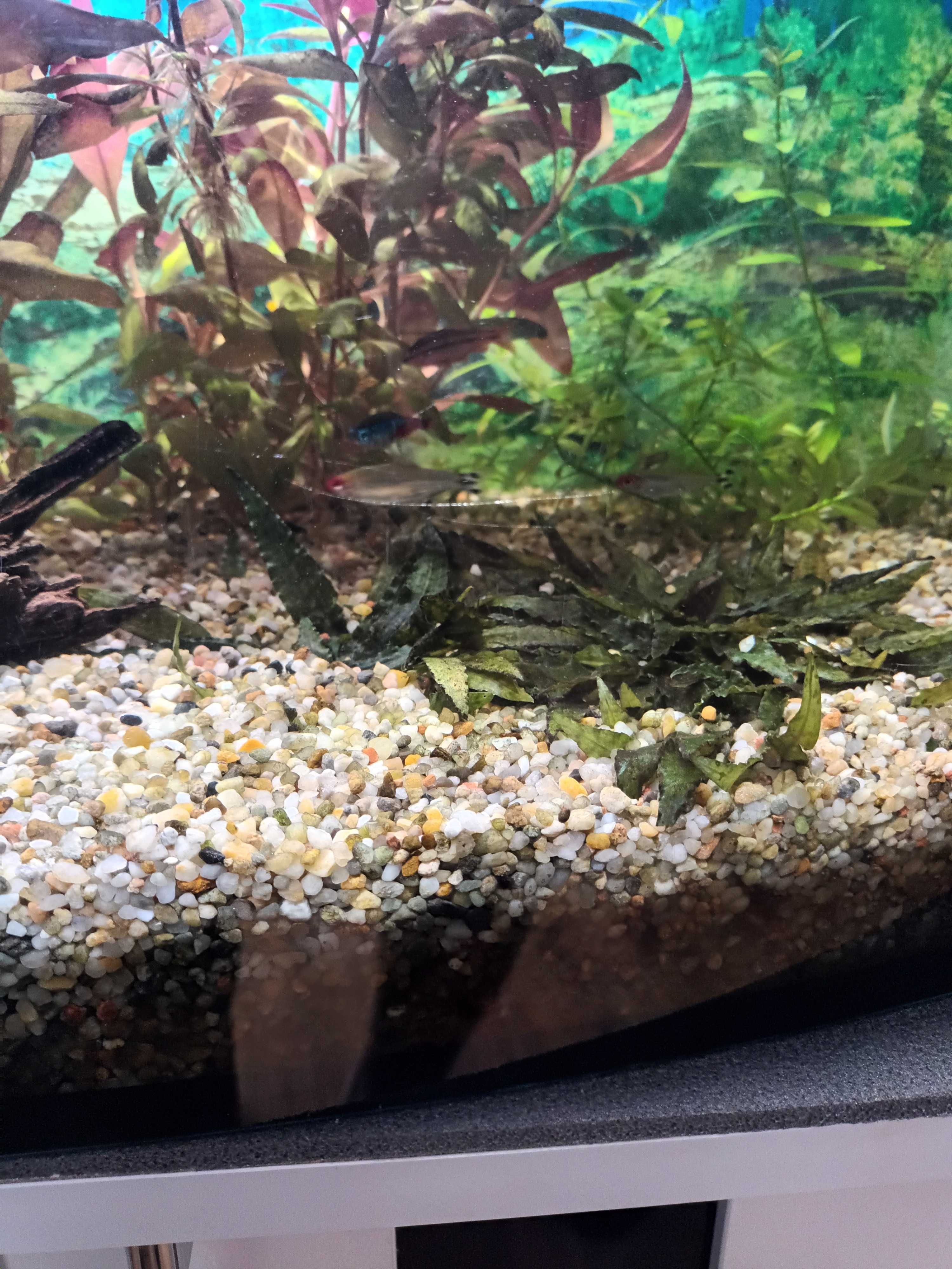 Akwarium 112 L + Akcesoria