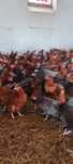 Kury NIOSKI młode z jajkiem ! Rossa Messa Sussex Leghorn ! ZAPRASZAM !