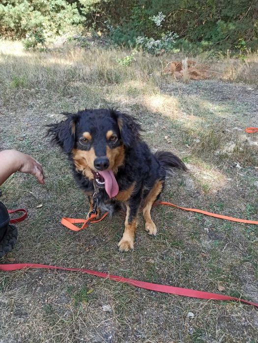 Stefanek-Pies ideał czeka na nowy dom