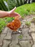 Kura kury naturalne ekologiczne kury Rossi jedynki kury