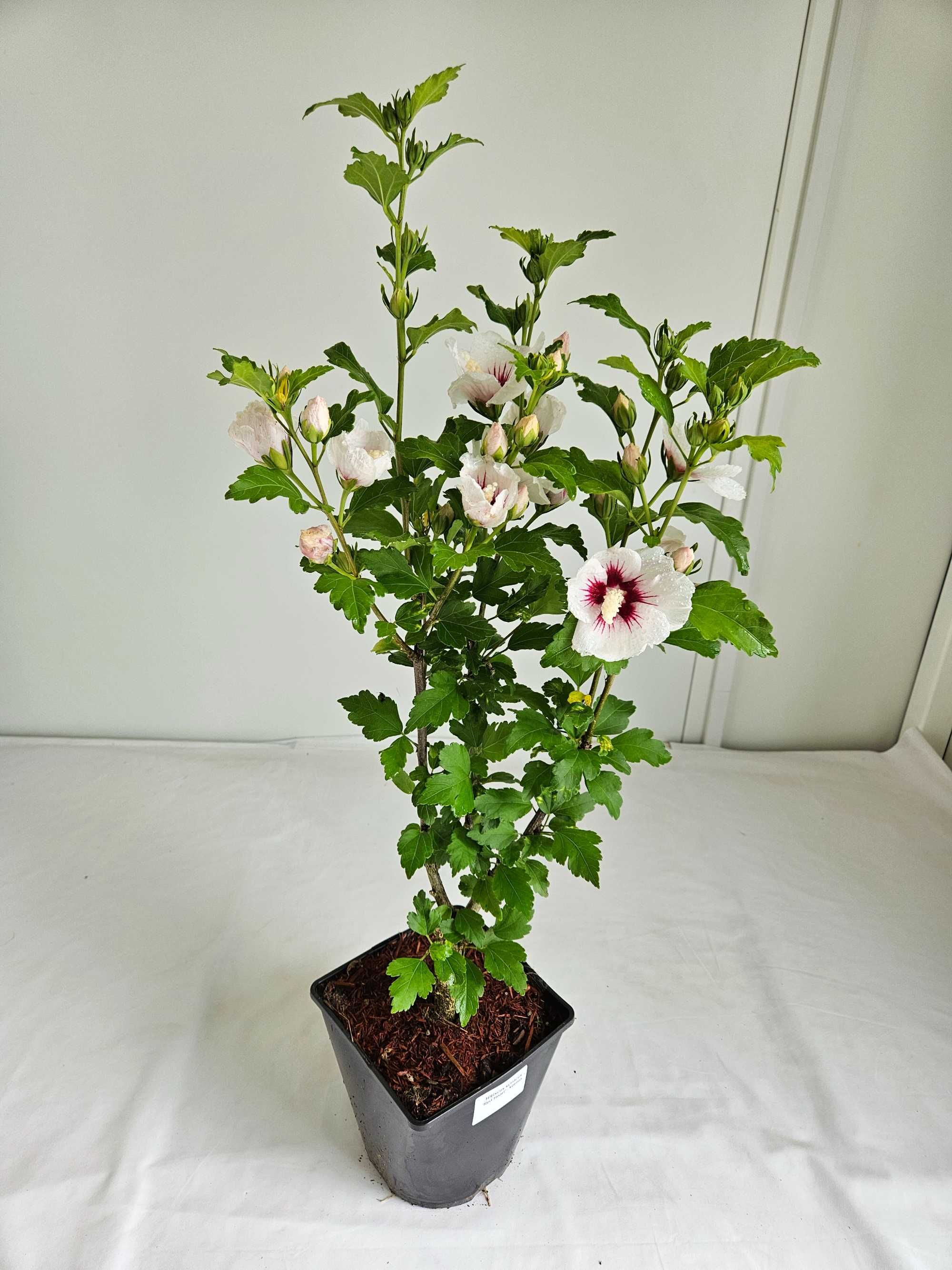 Hibiskus Red Heart 60cm – biały krzew z czerwonym środkiem C3