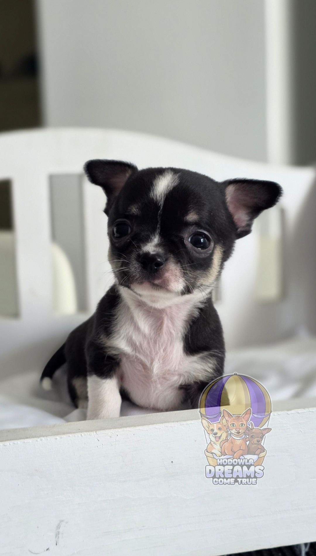 Chihuahua**Cudowna Maleńka Sunia**Do Rezerwacji
