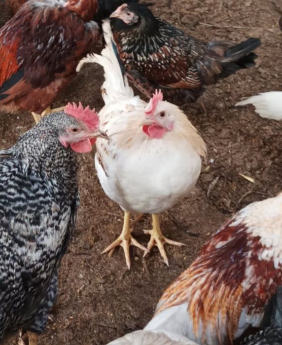 Kogut lohmann sandy biały